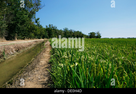 Irrigated rice field, rice cultivation near Pals, Basses d'en Coll, Catalonia, Spain, Europe Stock Photo