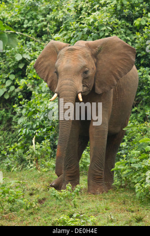 African Elephant [Loxodonta africana], Aberdare National Park, Kenya. Stock Photo