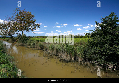 Irrigated rice field, rice cultivation near Pals, Basses d'en Coll, Catalonia, Spain, Europe Stock Photo