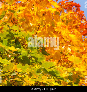 Multicolored autumnal maple leaves background Stock Photo