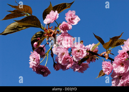 Flowering Cherry Plum or Myrobalan Tree (Prunus cerasifera) Stock Photo