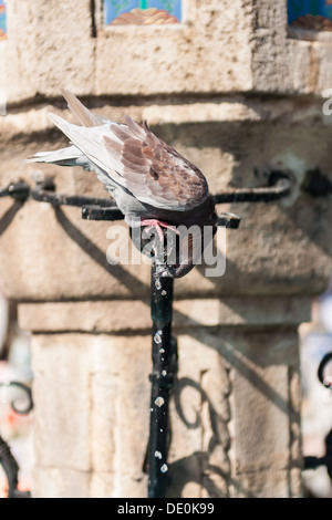 Pigeon drinking water from fountain old town Rhodes Stock Photo