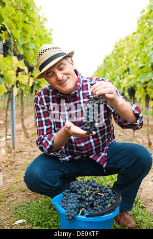 Winemaker or vintner harvesting grapes in his vineyard, Rhineland-Palatinate Stock Photo