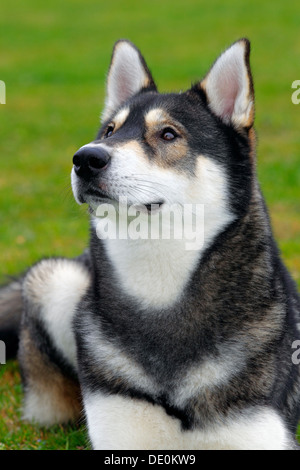 Siberian Husky (Canis lupus familiaris), one year old male, portrait Stock Photo