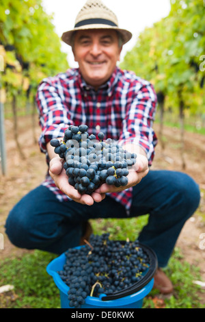 Winemaker or vintner harvesting grapes in his vineyard, Rhineland-Palatinate Stock Photo