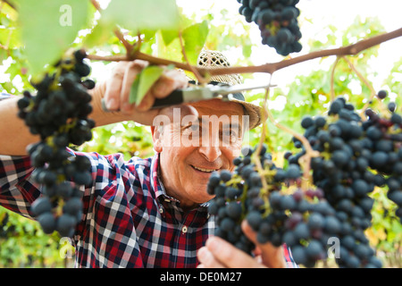 Winemaker or vintner harvesting grapes in his vineyard, Rhineland-Palatinate Stock Photo