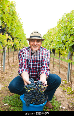 Winemaker or vintner harvesting grapes in his vineyard, Rhineland-Palatinate Stock Photo