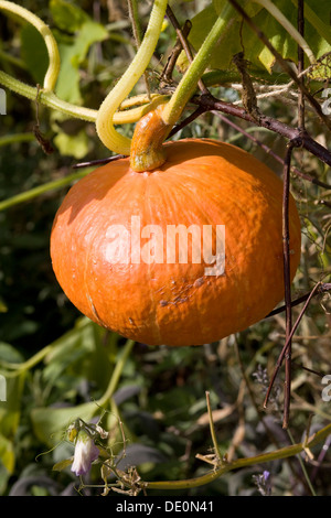 Pumpkin Patch Winter Squash Stock Photo
