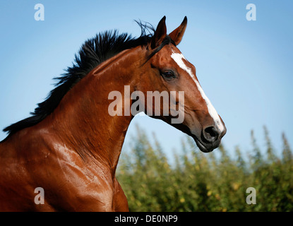 Brown mare, Wielkopolska, Polish warmblooded horse, portrait, in motion Stock Photo