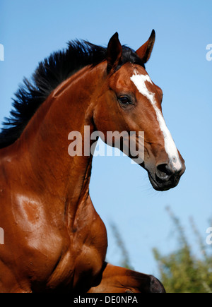 Brown mare, Wielkopolska, Polish warmblooded horse, portrait, in motion Stock Photo