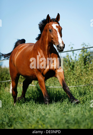 Brown mare, Wielkopolska, Polish warmblooded horse, galloping across a meadow Stock Photo
