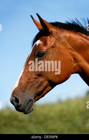 Brown mare, Wielkopolska, Polish warmblooded horse, portrait Stock Photo