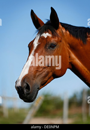 Brown mare Wielkopolska, Polish warmblooded horse, portrait Stock Photo