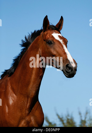Brown mare, Wielkopolska, Polish warmblooded horse, portrait Stock Photo