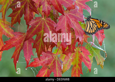 Monarch Butterfly danaus plexippus resting on Silver Maple leaves Ace saccharinum Autumn E USA Stock Photo