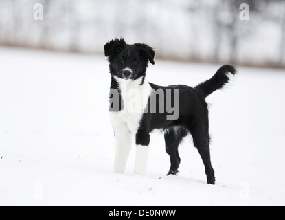 Border Collie puppy, 4 months, standing attentively in the snow Stock Photo