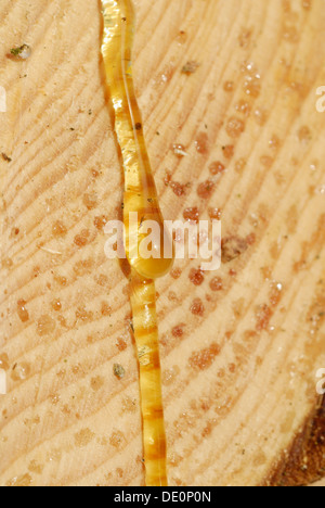 Yellow tree resin dripping from a horizontal cross section of a Scot's Pine (Pinus sylvestris) Stock Photo