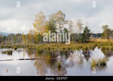 Silted peat pond with birch trees (Betula pubescens) and tules in autumn, Grundbeckenmoor marsh near Rosenheim, Bavaria Stock Photo