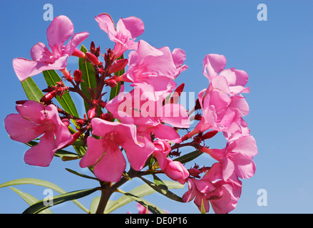 Pink Oleander (Nerium oleander) blossoms Stock Photo