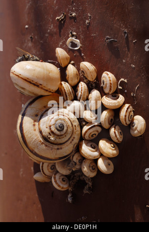 Collection of snails dried out by excessive heat Stock Photo