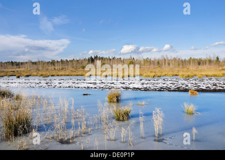 Frozen moorland pond with reeds and rushes, near Rosenheim, Inntal valley, Bavaria Germany, Europe Stock Photo