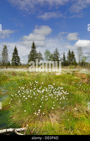 Flowering cotton grass (Eriophorum angustifolium) in moorland, Nicklheim, Bavaria Stock Photo