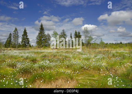 Flowering cotton grass (Eriophorum angustifolium) in moorland, Nicklheim, Bavaria Stock Photo