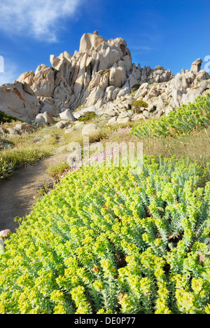Yellow flowers of Sea spurge (Euphorbia paralias L.) line path through bizarrely shaped granite rocks, Capo Testa, Sardinia Stock Photo