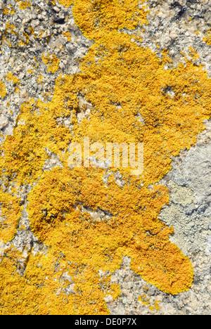 Sulfur lichens on granite rock, Capo Testa, Sardinia, Italy, Europe Stock Photo