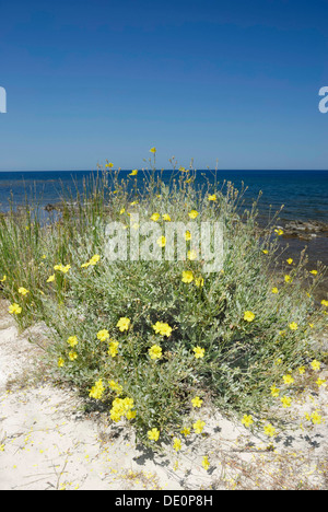 Photo Of A Blossoming Plant On A Sandy Beach Stock Photo - Alamy