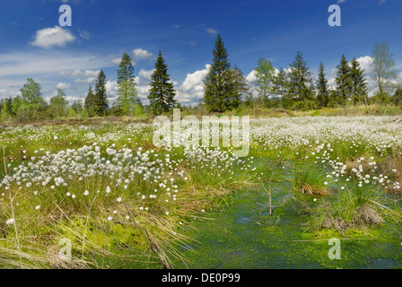 Flowering Cottongrass, Cotton-grass or Cottonsedge (Eriophorum sp.) in raised bog wetlands, Nicklheim, Bavaria Stock Photo