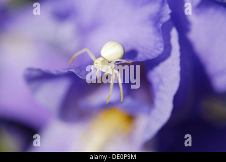 White crab spider (Thomisidae) on blue Iris Flower (Iris barbata sp.) Stock Photo