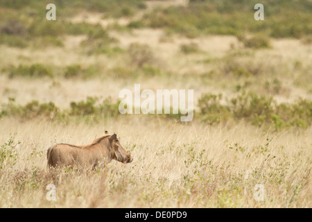 Warthog [Phacochoerus aethiopicus], Samburu National Park, Kenya. Stock Photo