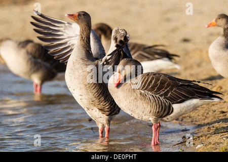 Greylag geese (Anser anser) standing on the bank of a lake, Kassel, Hesse