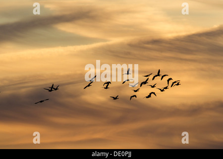 Greylag Geese (Anser anser) in flight in front of an evening sky, Ruegen Island, Mecklenburg-Western Pomerania Stock Photo