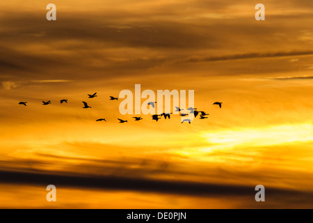 Greylag Geese (Anser anser) in flight in front of an evening sky, Ruegen Island, Mecklenburg-Western Pomerania Stock Photo