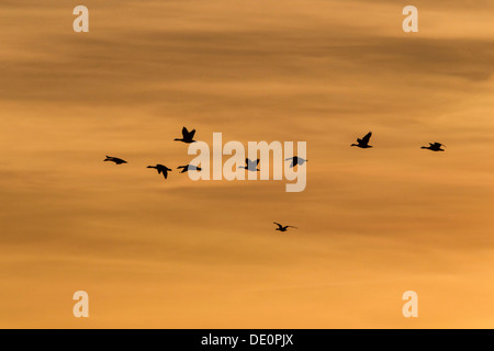 Greylag Geese (Anser anser) in flight in front of an evening sky, Ruegen Island, Mecklenburg-Western Pomerania Stock Photo