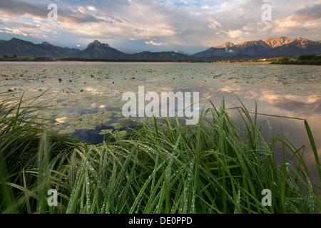 Early morning mood at Lake Hopfensee in Allgaeu, Bavaria, PublicGround Stock Photo