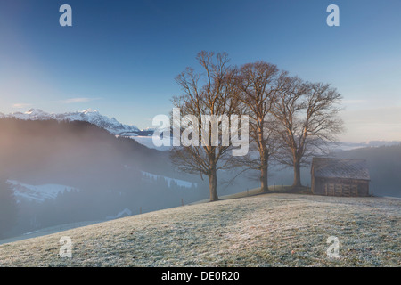 Group of trees and a hut with high fog in front of the Alpstein Mountains Stock Photo