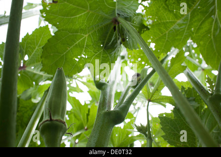 A ripe okra points upward among the large leaves of the plant. Stock Photo