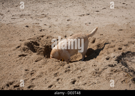 A determined yellow lab dog digs in the wet sand  in Provincetown Massachusetts on a summer Sunday morning. Stock Photo