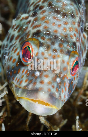 Spotted sand bass, Paralabrax maculatofasciatus, Sea of Cortez, Mexico, Pacific Stock Photo