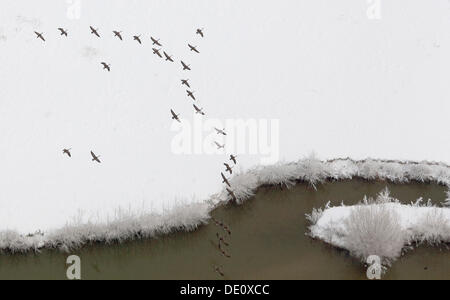 Aerial view, snow-covered meadows on the Lippe river, geese, Hamm, Ruhr area, North Rhine-Westphalia Stock Photo