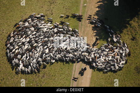 Aerial view, sheep, shepherds and sheepdogs, Sauerland, North Rhine-Westphalia Stock Photo