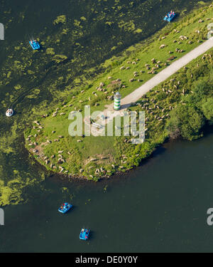 Aerial view, algae growth at the tip of a land tongue with sheep, pedalos, Kemnader See, lake and reservoir, Witten, Ruhr Area Stock Photo