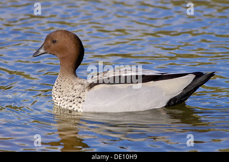 A male Australian Wood Duck, Maned Duck or Maned Goose (Chenonetta jubata), a dabbling duck found throughout much of Australia. Stock Photo