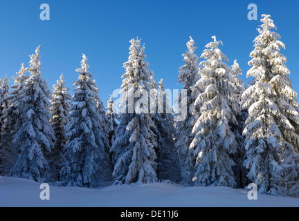 European Silver Firs (Abies alba) in frost and snow, Schauinsland Mountain, Black Forest, Baden-Wuerttemberg Stock Photo