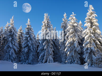 Moon above European Silver Firs (Abies alba) in frost and snow, Schauinsland Mountain, Black Forest, Baden-Wuerttemberg Stock Photo