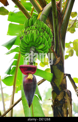 Banana plant with fruit Stock Photo