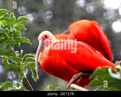 Red ibis bird with very vivid plumage while looking for insects to eat Stock Photo